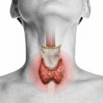 Tireoide: A glândula vital no pescoço que regula seu metabolismo, energia e hormônios. Conhecer sua função é essencial para a saúde geral.
